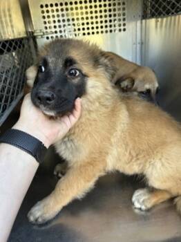 Rescue German Shepherd Dog and Mixed Breed Dogs for Adoption in Fort Worth, Texas - 59834013 | PetCurious