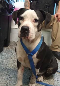 Rescue Pit Bull Terrier Dogs for Adoption in Mobile, Alabama - Holly | PetCurious