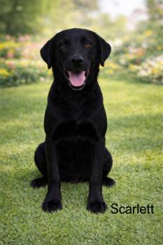 Black Labrador Retriever Dogs Available for Adoption - Scarlett  | PetCurious