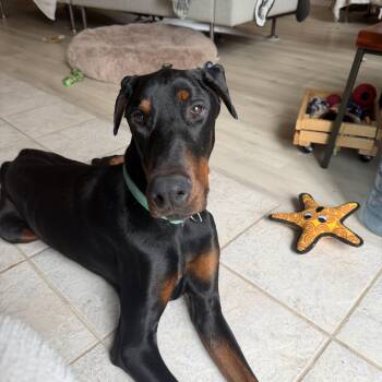 Zorro -  Doberman Pinscher Dog for Adoption in Paso Robles, California - Zorro | PetCurious