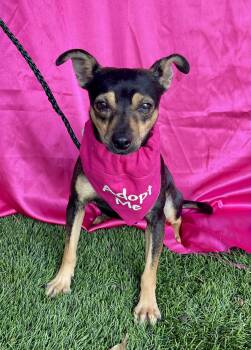 Miniature Pinscher Dogs Available for Adoption in Rowland Heights, California - BELLE | PetCurious