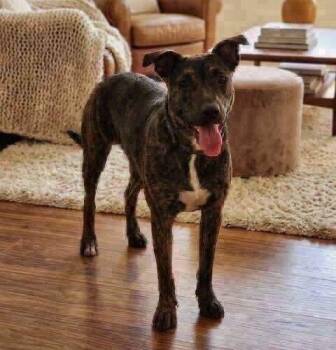 Sosie -  Shepherd Dog for Adoption in Broken Arrow, Oklahoma - Sosie | PetCurious