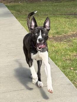 Pit Bull Terrier and Siberian Husky Dogs Available for Adoption - Cairo | PetCurious