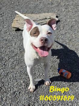 Pit Bull Terrier Dogs Available for Adoption in Wilkes-barre, Pennsylvania - Bingo  | PetCurious