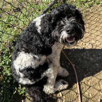 Snoopy Boy -  Mixed Breed Dog for Adoption in Philadelphia, Pennsylvania - Snoopy Boy | PetCurious