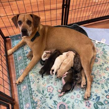 Marilyn -  Beagle Dog for Adoption in Springboro, Ohio - Marilyn | PetCurious