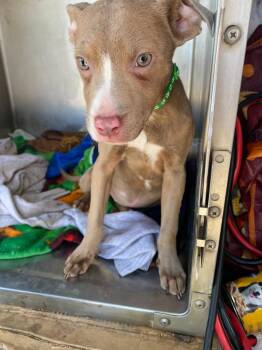 Pit Bull Terrier Dogs Available for Adoption in Springfield, Ohio - Lacy | PetCurious