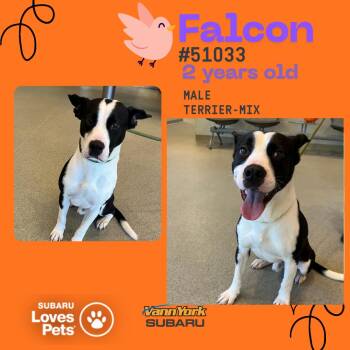 Rescue Terrier Dogs for Adoption in Randleman, North Carolina - Falcon | PetCurious