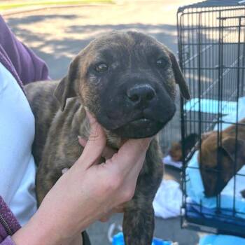 Boomer -  Shepherd Dog for Adoption in Reno, Nevada - Boomer | PetCurious
