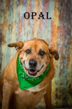 Opal -  Mixed Breed Dog for Adoption in North Myrtle Beach, South Carolina - Opal | PetCurious