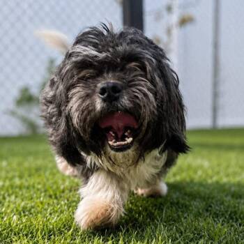 Jonah -  Shih Tzu and Terrier Dog for Adoption in Bloomfield, Connecticut - Jonah | PetCurious