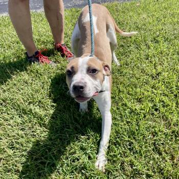 Eden -  Boxer Dog for Adoption in St. Catharines, Ontario - Eden | PetCurious