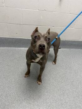 PIPER -  Boxer and Mixed Breed Dog for Adoption in Indianapolis, Indiana - PIPER | PetCurious