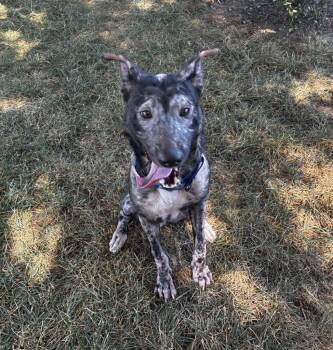 Dustin -  Dutch Shepherd and Belgian Shepherd Malinois Dog for Adoption in Davis, California - Dustin | PetCurious