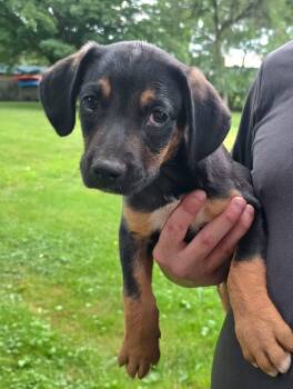 Rugar -  Mountain Cur Dog for Adoption in Salamanca, New York - Rugar | PetCurious
