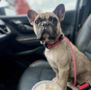 Rescue French Bulldog Dogs for Adoption in Philadelphia, Pennsylvania - Cider | PetCurious