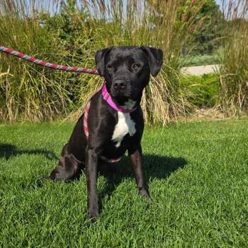 Raven -  Pit Bull Terrier Dog for Adoption in Great Falls, Montana - Raven | PetCurious