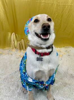 Rescue Labrador Retriever and Cattle Dog Dogs for Adoption in Phoenix, Arizona - Music Man | PetCurious