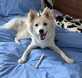 Japanese Spitz and Jindo Dogs Available for Adoption in Danvers, Massachusetts - Marine | PetCurious