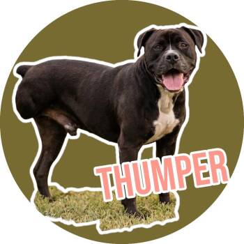 Thumper -  Boxer Dog for Adoption in Fort Worth, Texas - Thumper | PetCurious