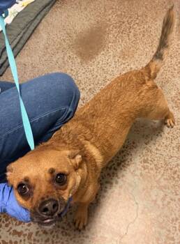 Sparky -  Chihuahua Dog for Adoption in Salinas, California - Sparky | PetCurious