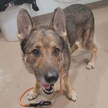 Fresier -  German Shepherd Dog and Mixed Breed Dog for Adoption in Buchanan Dam, Texas - Fresier | PetCurious