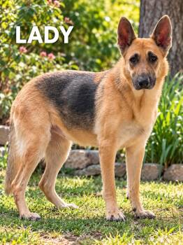 Lady -  German Shepherd Dog Dog for Adoption in Lucas, Texas - Lady | PetCurious