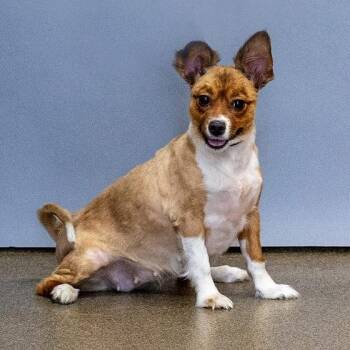 Pomeranian Dogs Available for Adoption - Confetti | PetCurious