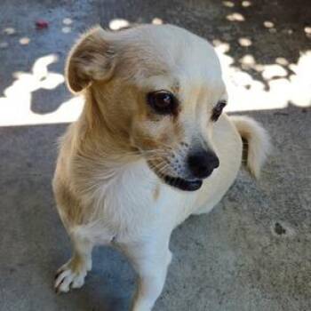 Blazy -  Chihuahua Dog for Adoption in Pacifica, California - Blazy | PetCurious