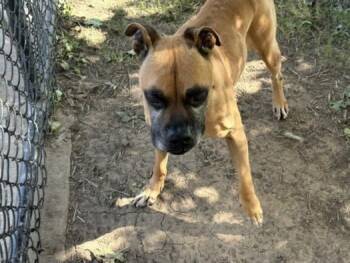 OL MAN JENKINS -  Boxer Dog for Adoption in Tulsa, Oklahoma - OL MAN JENKINS | PetCurious