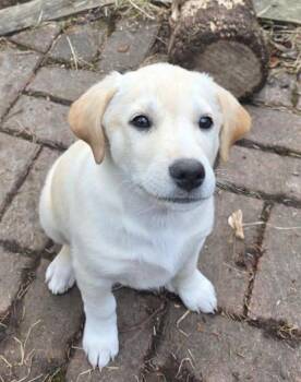 Labrador Retriever Dogs Available for Adoption in Anchorage, Alaska - Cosmo | PetCurious