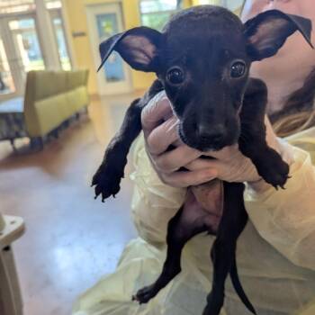 Miss Scarlett -  Mixed Breed Dog for Adoption in Lynchburg, Virginia - Miss Scarlett | PetCurious