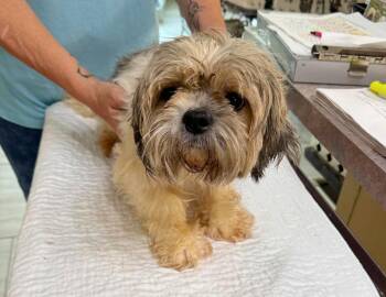 Shih Tzu Dogs Available for Adoption in Benton, Louisiana - Una (NOT YET AVAILABLE) | PetCurious