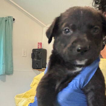 Rescue Pit Bull Terrier Dogs for Adoption in Dallas, Texas - Flint | PetCurious