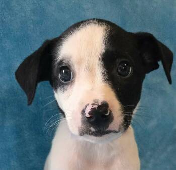 Hickory -  Terrier and Beagle Dog for Adoption in Newport, Tennessee - Hickory | PetCurious