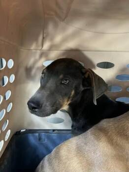 Little Creek -  Doberman Pinscher and Mixed Breed Dog for Adoption in Fresno, California - Little Creek | PetCurious
