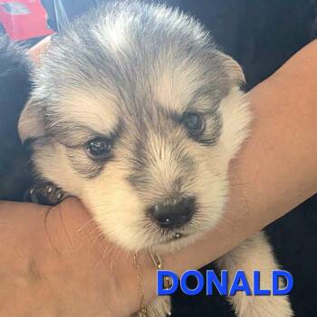 Pre-adoption - Donald is available -  Siberian Husky and Shepherd Dog for Adoption in Los Angeles, California - Pre-adoption - Donald Is Available | PetCurious