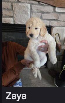Zaya -  Goldendoodle Dog for Adoption in Glenwood City, Wisconsin - Zaya | PetCurious