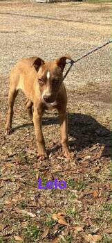Pit Bull Terrier Dogs Available for Adoption - Lelo | PetCurious