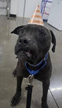 Staffordshire Bull Terrier and Mixed Breed Dogs Available for Adoption in North Charleston, South Carolina - 05808B Wilson - Adoption Ambassador | PetCurious