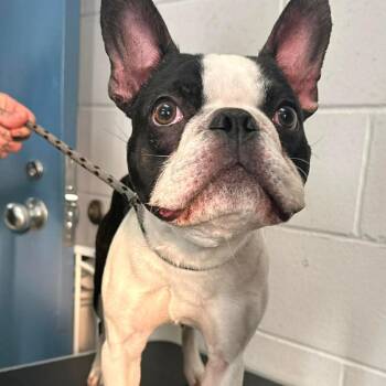 Boston Terrier and French Bulldog Dogs Available for Adoption - Jericho D10558 | PetCurious