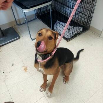 Hunter -  Coonhound Dog for Adoption in Ashtabula, Ohio - Hunter | PetCurious