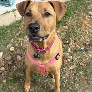 Black Mouth Cur Dogs Available for Adoption - Wednesday | PetCurious