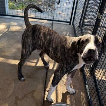 Jigglypuff -  Mixed Breed Dog for Adoption in Lake Jackson, Texas - Jigglypuff | PetCurious