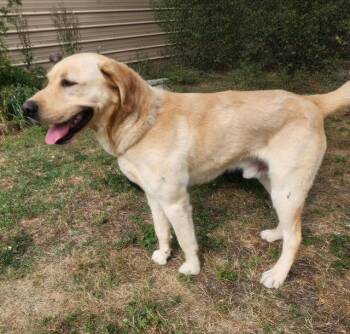 Yellow Labrador Retriever Dogs Available for Adoption in Manhasset, New York - Waylon | PetCurious