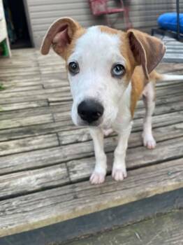 MAX -  Hound and Mountain Cur Dog for Adoption in Lincoln, Nebraska - MAX | PetCurious