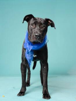 Tanjero -  Labrador Retriever and Mixed Breed Dog for Adoption in Atlanta, Georgia - Tanjero | PetCurious
