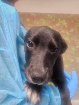 Labrador Retriever and Mixed Breed Dogs Available for Adoption in San Antonio, Texas - Flower | PetCurious