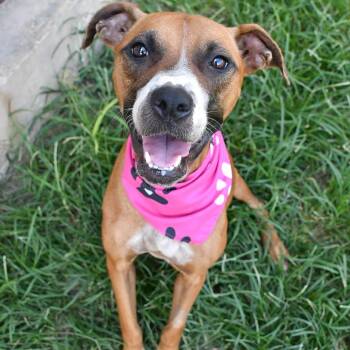 Princess -  Pit Bull Terrier and Black Mouth Cur Dog for Adoption in Beaumont, Texas - Princess | PetCurious