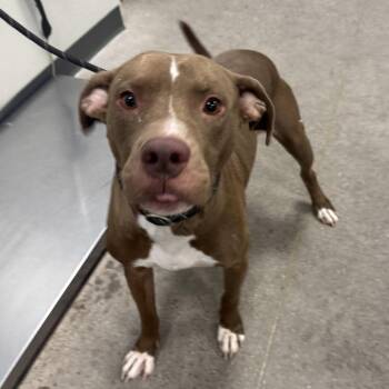 Arthikis -  Mixed Breed Dog for Adoption in Las Cruces, New Mexico - Arthikis | PetCurious